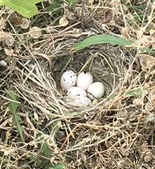 Chondestes grammacus