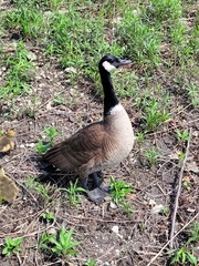 Branta canadensis