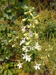 Delphinium leucophaeum