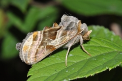 Euchalcia variabilis