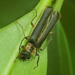 Podabrus basillaris