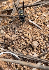 Hoplisoides semipunctatus