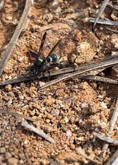 Hoplisoides semipunctatus