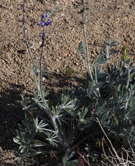 Lupinus magnificus