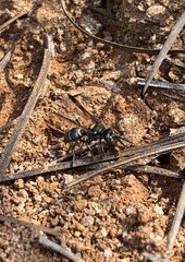 Hoplisoides semipunctatus