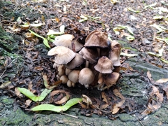 Coprinellus micaceus