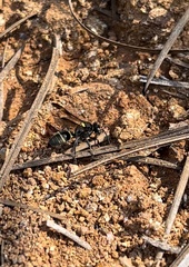 Hoplisoides semipunctatus