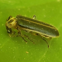 Podabrus basillaris