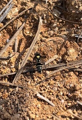 Hoplisoides semipunctatus