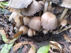 Coprinellus micaceus