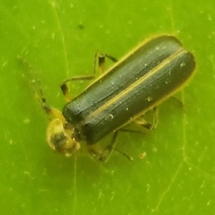 Podabrus basillaris