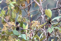 Heliangelus amethysticollis