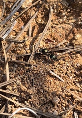 Hoplisoides semipunctatus