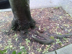 Coprinellus micaceus