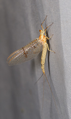 Ephemera glaucops