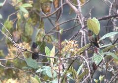 Heliangelus amethysticollis