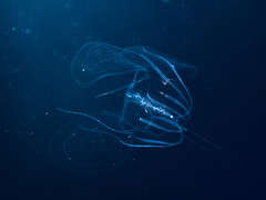 Leucothea multicornis