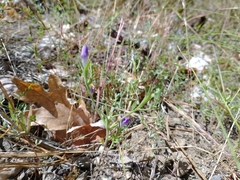 Githopsis specularioides