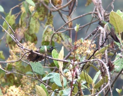 Heliangelus amethysticollis