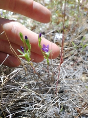 Githopsis specularioides