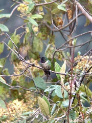 Heliangelus amethysticollis