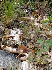 Githopsis specularioides