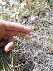 Githopsis specularioides