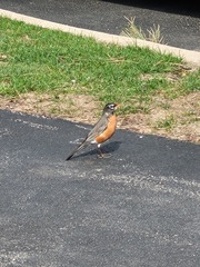 Turdus migratorius