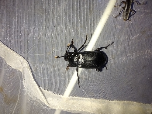 hrobárik čierny (Nicrophorus humator)