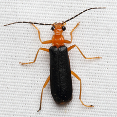 Podabrus fayi