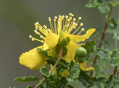 Hypericum balearicum