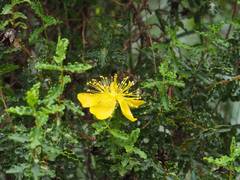 Hypericum balearicum