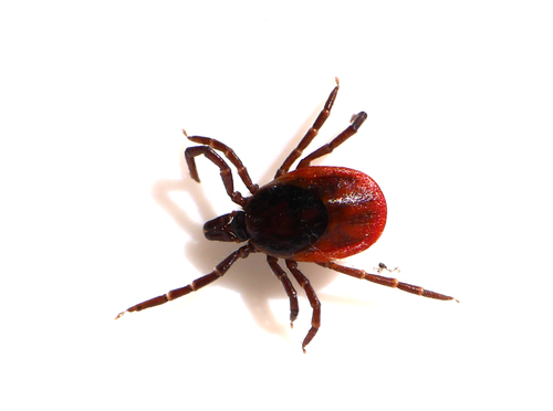 Castor bean tick
