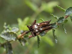 Hypericum balearicum