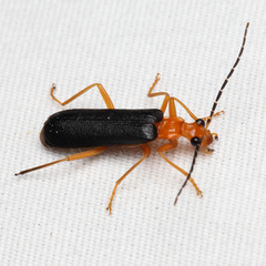 Podabrus fayi