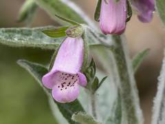 Digitalis minor
