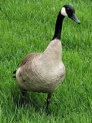 Branta canadensis