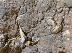 Batillaria attramentaria