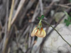 Lotus tetraphyllus