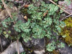 Lotus tetraphyllus