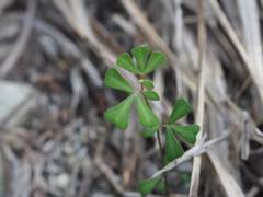 Lotus tetraphyllus