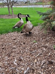Branta canadensis