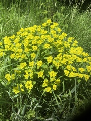 Euphorbia epithymoides