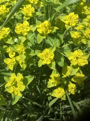 Euphorbia epithymoides