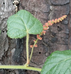 Acalypha capensis