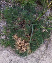 Astragalus balearicus