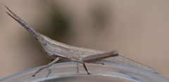 Mermiria intertexta