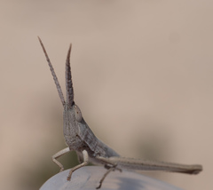 Mermiria intertexta