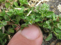 Polycarpon tetraphyllum tetraphyllum
