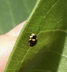 Brachiacantha decempustulata